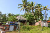 Пальмы в Керале очень высокие