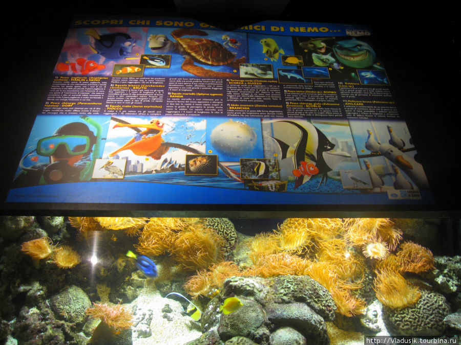 Все персонажи В поисках Немо в одном аквариуме, дети в восторге! Генуя, Италия