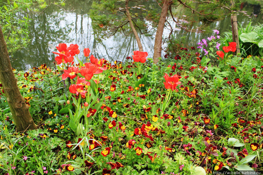 Был май и цвел прекрасный сад.  Цветотерапия 2012, ч.2 Живерни, Франция