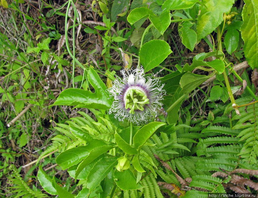 Дикая цветущая пасифлора Андасибе-Мантадиа Национальный Парк, Мадагаскар