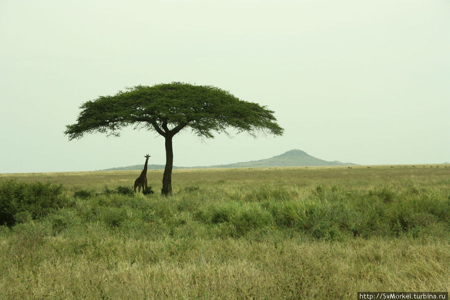 Жираф в тенёчке Аруша, Танзания