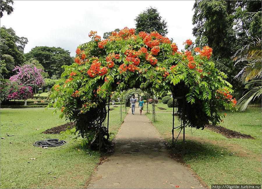 По периметру цветочного сада тянется пергола и арки с цветущими лианами. Перадения, Шри-Ланка