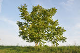 Это молодое дерево грецкого ореха, высотой всего 3 метра, но уже с орехами