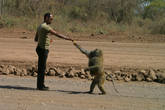 Путь из Аддис-Абебы на юг, встреча с диким бабуином