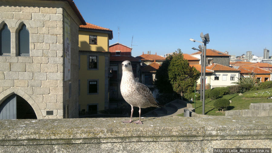мой португальский пернатый друг... Порту, Португалия