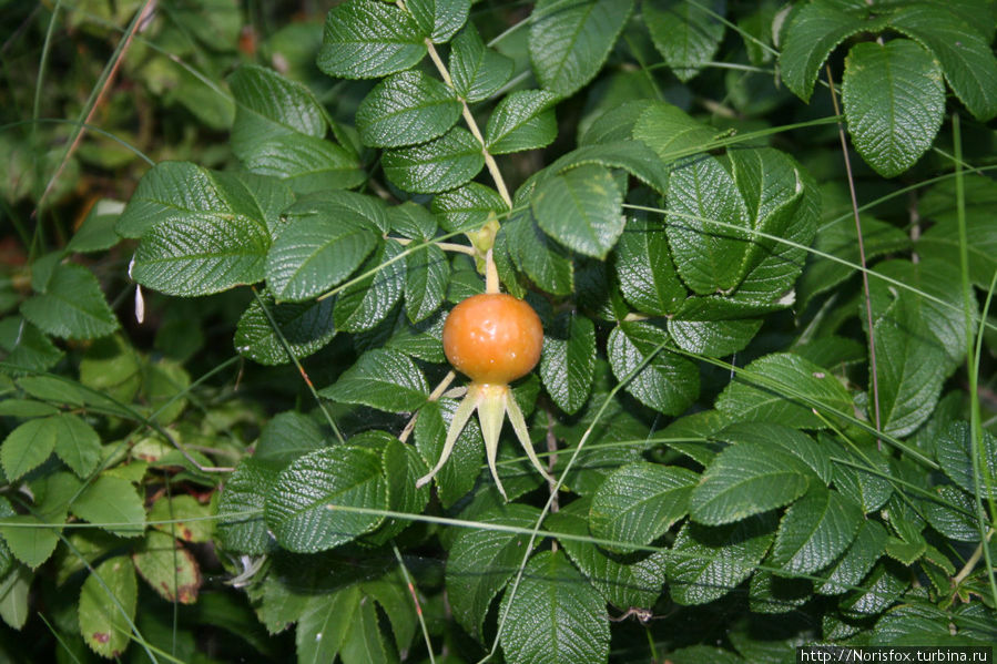 Юрмала — август — закат Кемери, Латвия Юрмала — август — закат Кемери, Латвия