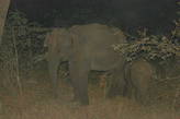 Уже в темноте нам повезло увидеть семью слонов