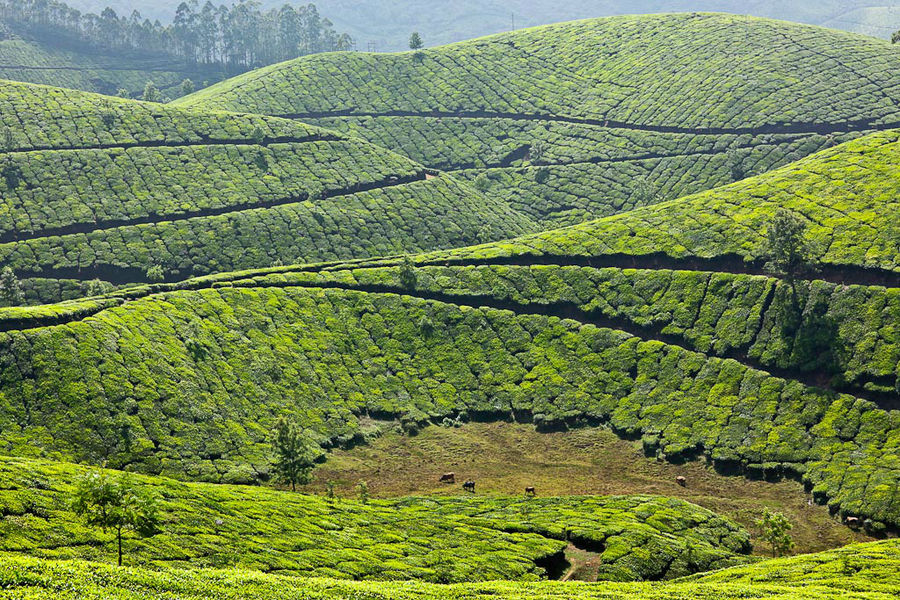 Чайные плантации в Муннаре, Керала — замечательное место