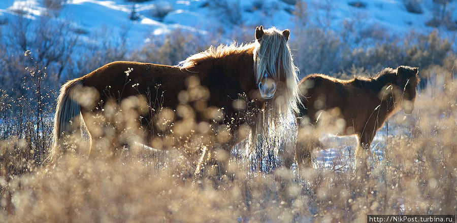 Казахская лошадь Казахстан