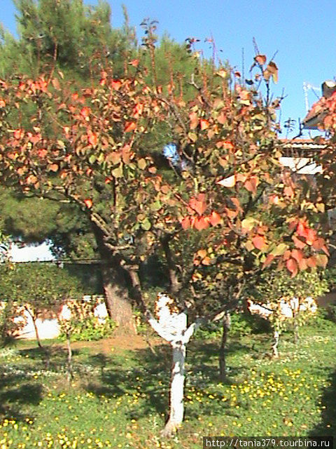Абрикосовое дерево в осеннем наряде. Неаполь, Италия
