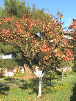 Абрикосовое дерево в осеннем наряде.