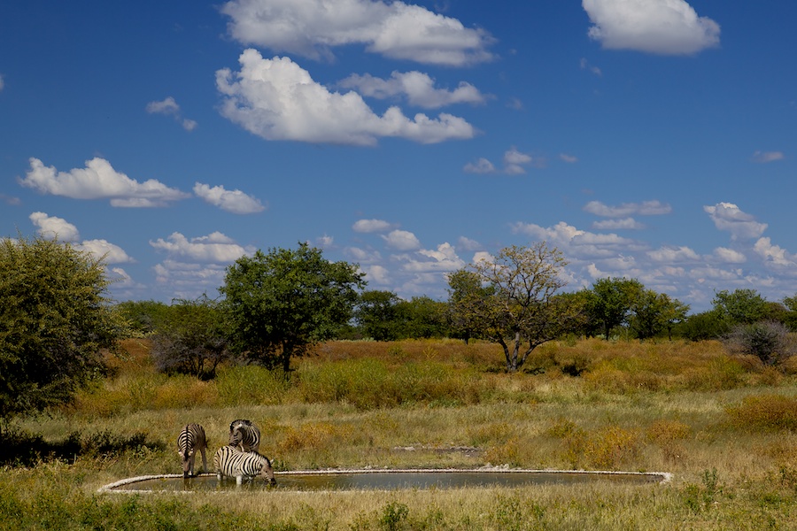 Намибия. День пятый и шестой. Заключение. Этоша Национальный Парк, Намибия
