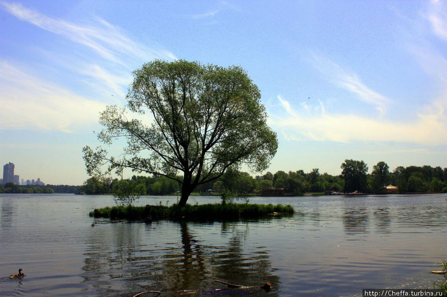 Летом до этого дерева можно дойти посуху, но пока вода высокая. А земля за ним — это уже Серебряный Бор. Москва, Россия