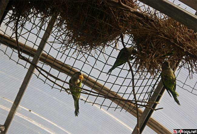Попугаи, вид снизу Хамат-Гадер, Израиль