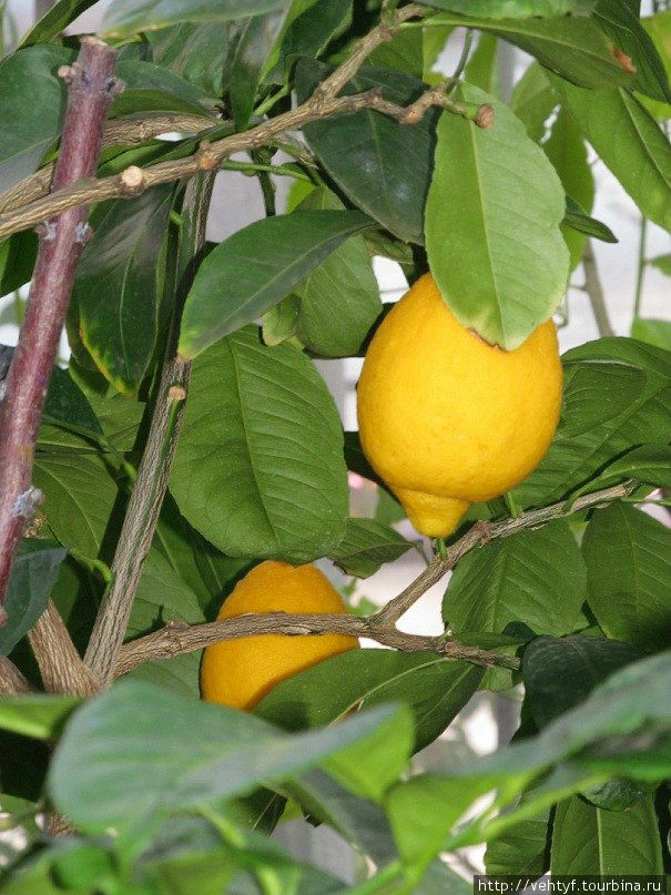 Лимоны поспели(можно заказать прививку вашего лимона на дом) Санкт-Петербург, Россия