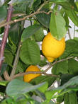 Лимоны поспели(можно заказать прививку вашего лимона на дом)