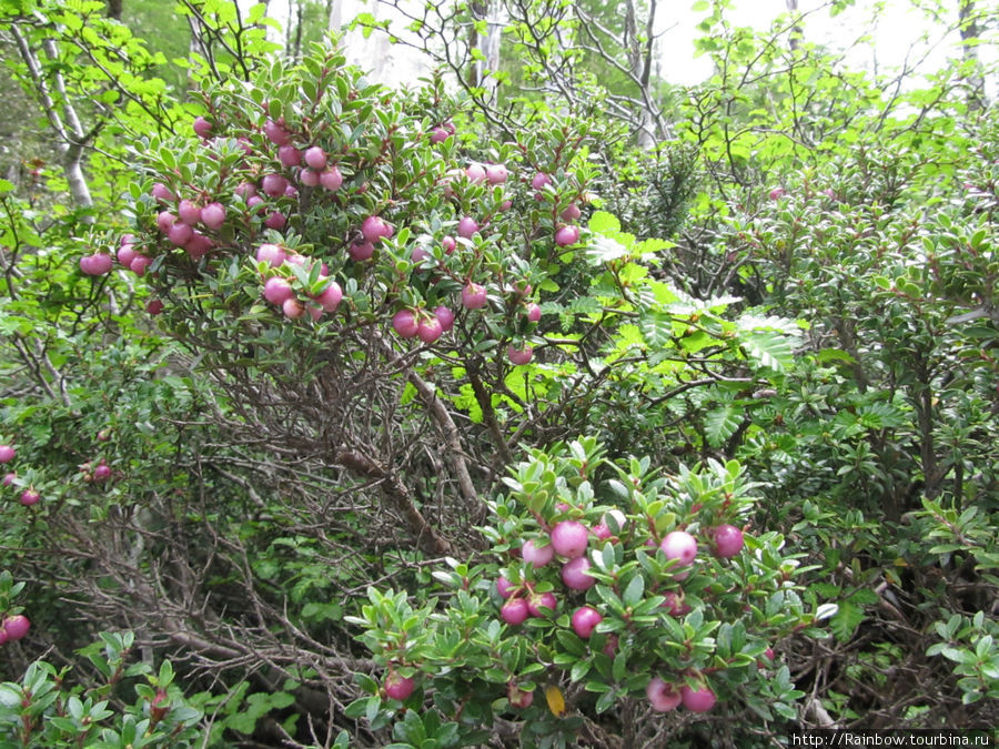Местная  ягода типа брусники Пуеуэ Национальный Парк, Чили
