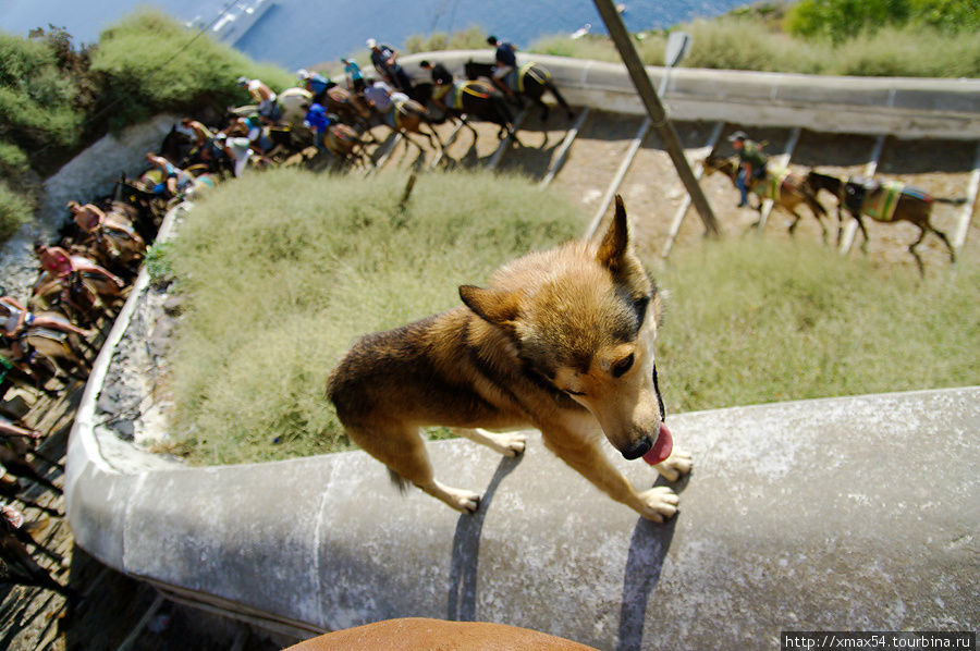 Собака поводырь Фира, остров Санторини, Греция