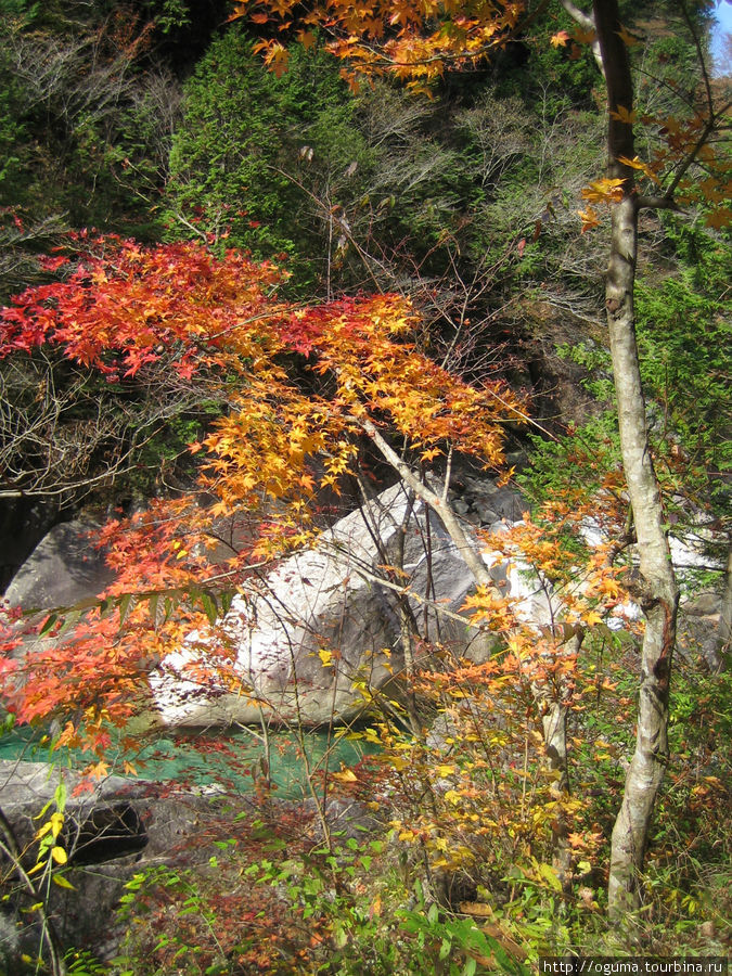 Японские момидзи осенью. Префектура Нагано, Япония