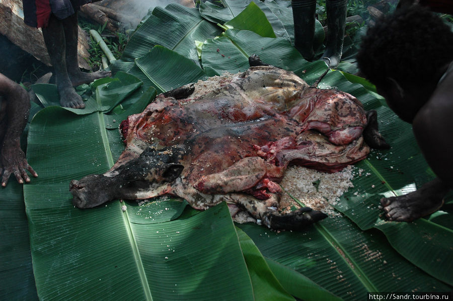 …и накрывают ей саго. В этом второе важное отличие, ведь горцы свинью разрубают на части. Папуа, Индонезия