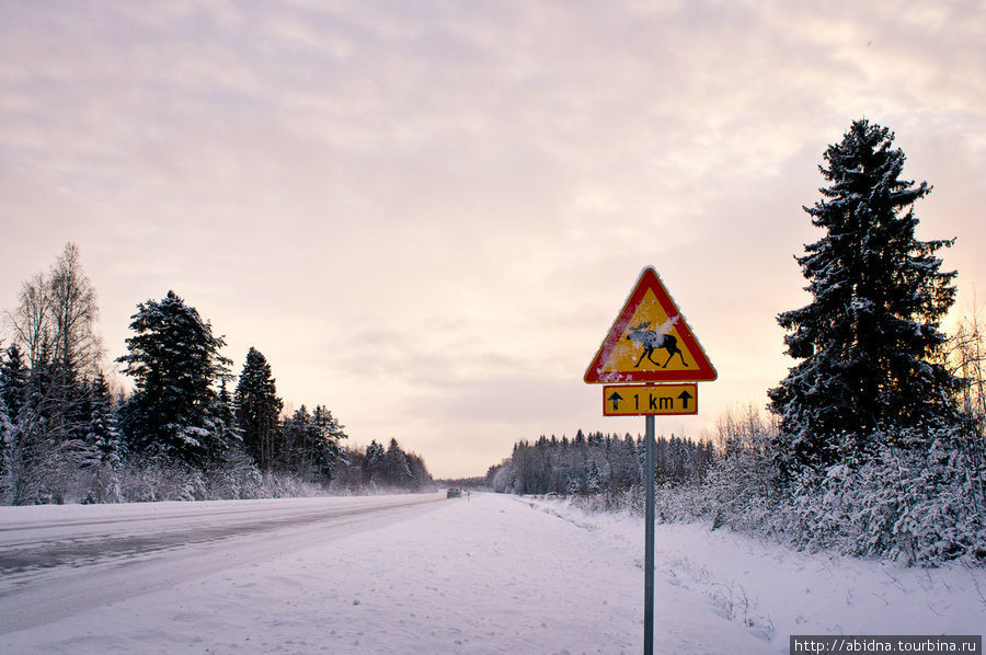 Понравились дорожные знаки! Лоси рядом Нурмес, Финляндия