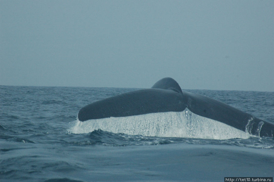кит Матара, Шри-Ланка кит Матара, Шри-Ланка