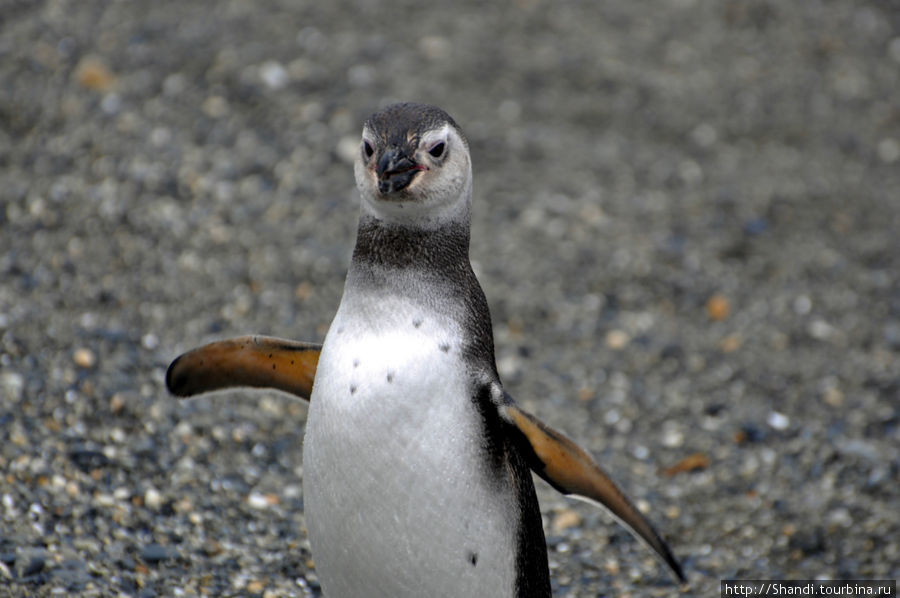 Мартишьо, остров пингвинов Провинция Огненная Земля, Аргентина