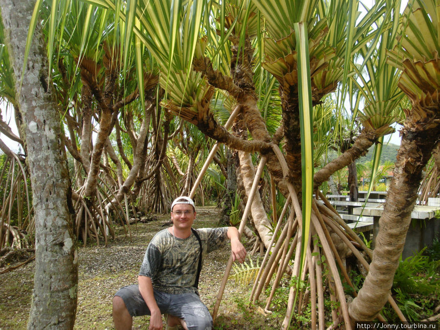в ботаническом саду Остров Сайпан, Марианские острова