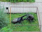 Инсталяция битва геркулесов недалеко от павильона с жуками