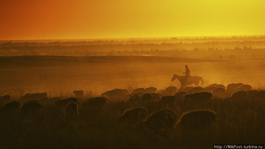 Закат в долине реки Шу. Чабан гонит свое стадо в кошару. Тараз, Казахстан