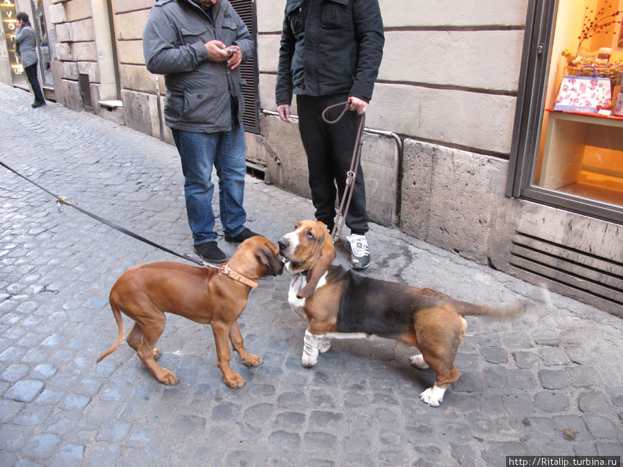 В Риме много собак , все очень воспитанные Рим, Италия