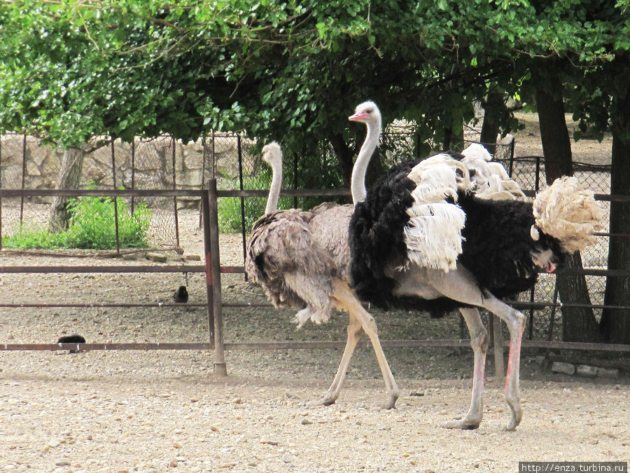 Белградский зоопарк Белград, Сербия