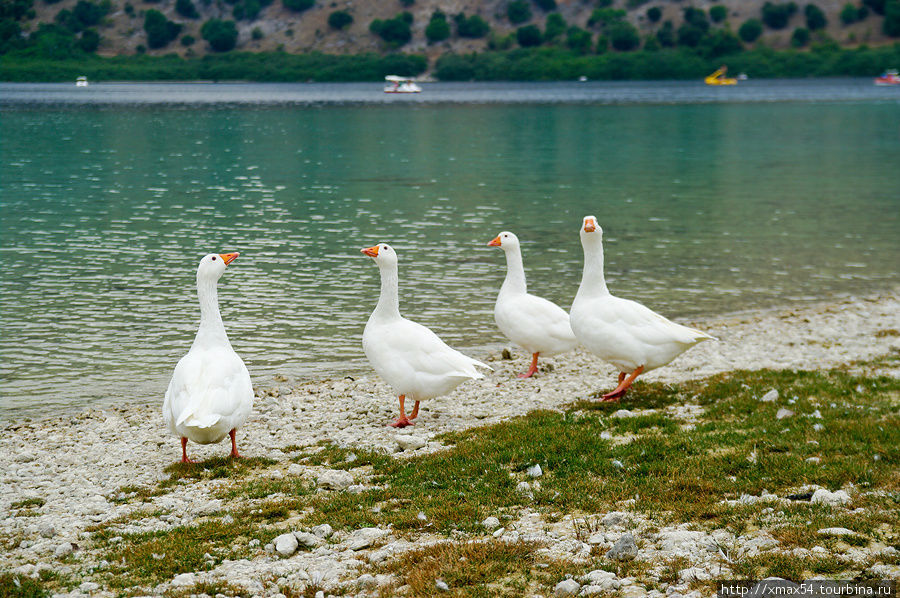 Припарковались и спустились к озеру. По берегу прогуливалось множество разных гусей, белых, серых. Остров Крит, Греция