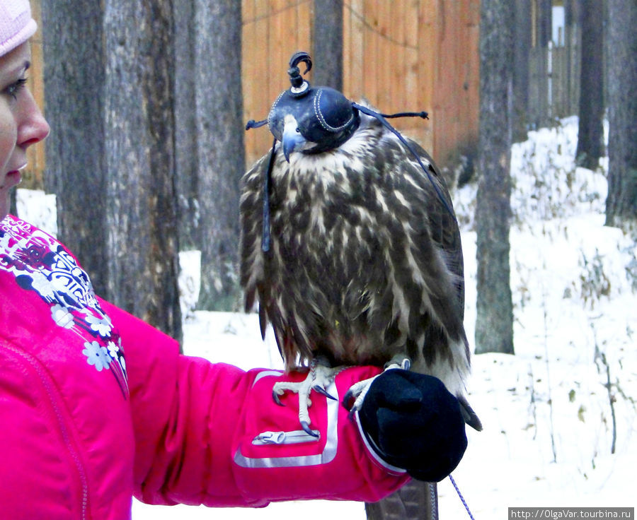По программе экскурсии  можно сфотографироваться с соколом на своей руке Сысерть, Россия
