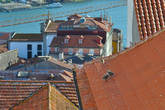 Птенцы чайки на крыше в Порту.