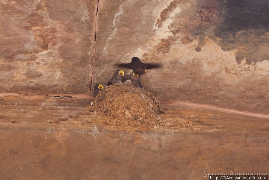 Гнездо ласточки с птенцами Каджурахо, Индия