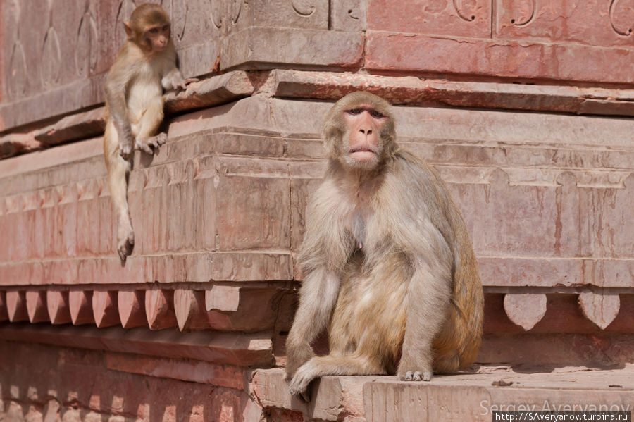 Грустная обезьяна Вриндаван, Индия