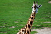 Жирафы потрясающие, как правило они подходят достаточно близко и их можно очень хорошо рассмотреть