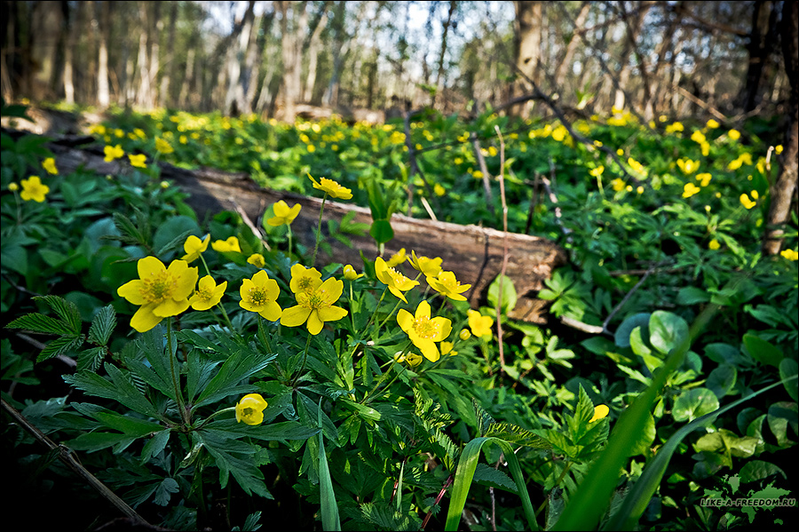 Весна в Тверской области Тверская область, Россия