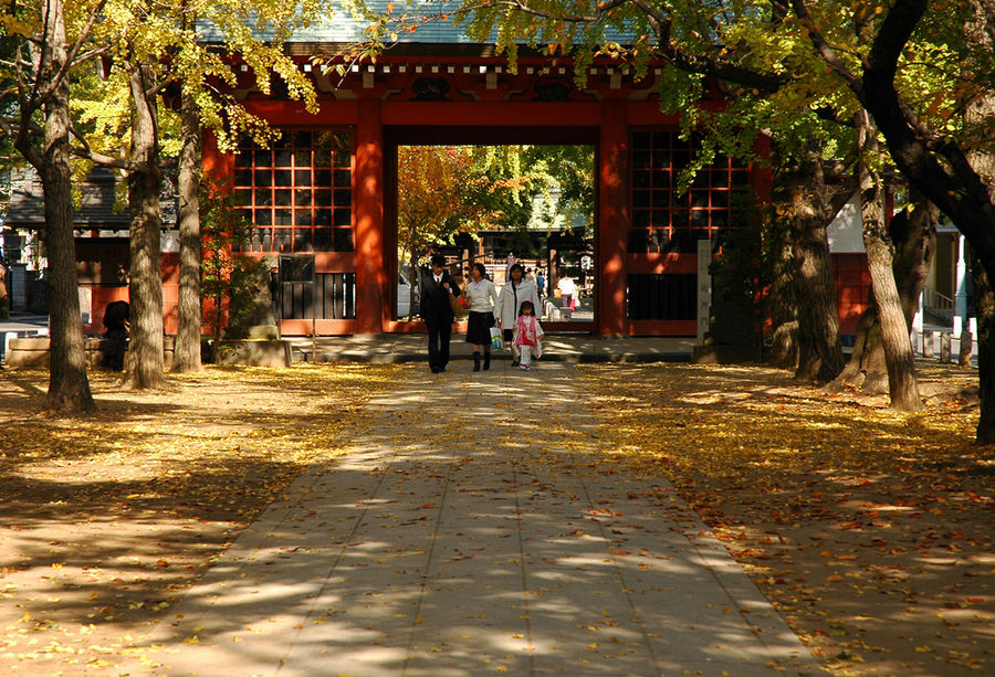 Золотые листья гинкго в святилище Кацусика Хатимангу