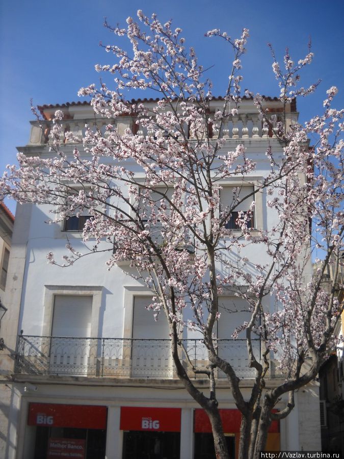 Цветущий вид Цветущий вид