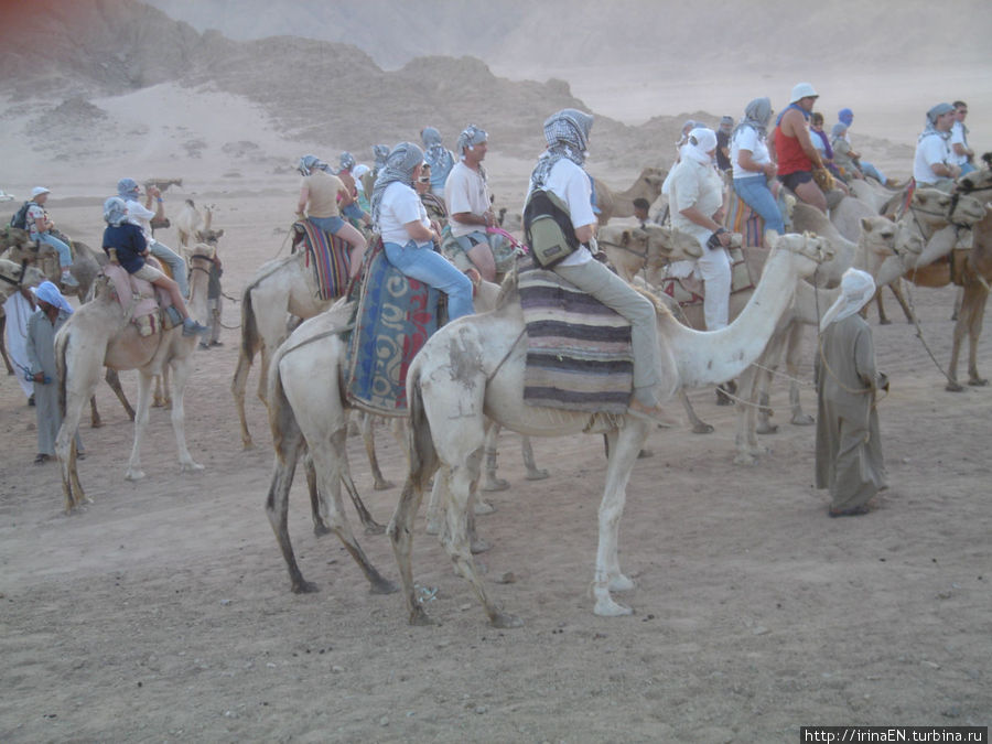 Синайская пустыня Шарм-Эль-Шейх, Египет