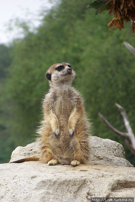 символ Пражского зоопарка символ Пражского зоопарка