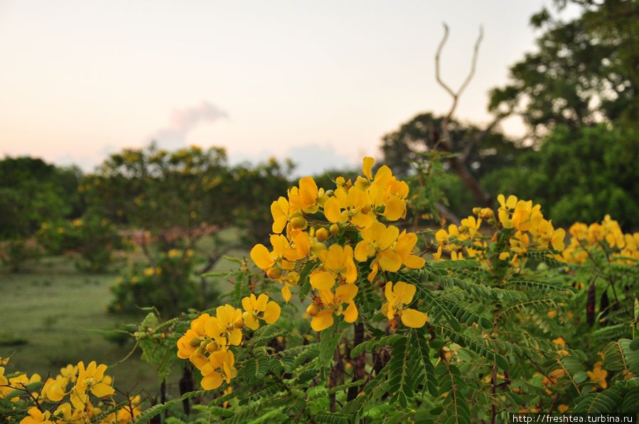 В марте на юге острова — пора цветения одного из самых ярких деревьев тропиков — кассии трубчатой. За обилие соцветий, за которыми порой не видно даже листьев, это дерево называют золотой дождь (лат. — Cassia fistula, англ. — Golden Shower Tree). Шри-Ланка
