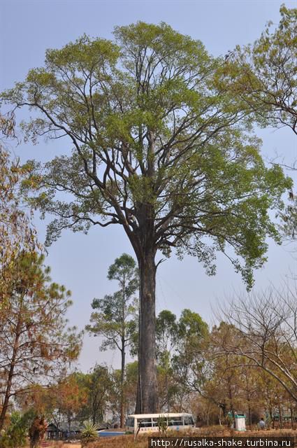 Холм одинокого дерева Кьянгтонг, Мьянма
