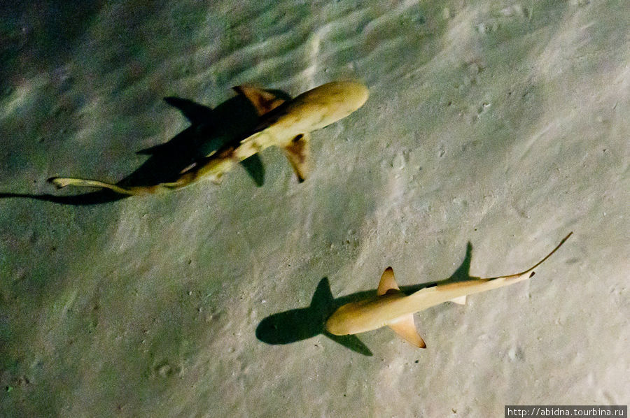 Baby shark — (безопасные для человека) акулы Мальдивские острова