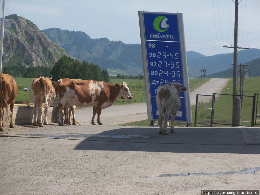 Чуйский тракт, современные коровы изучают цены на бензин Тюнгур, Россия