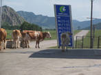 Чуйский тракт, современные коровы изучают цены на бензин