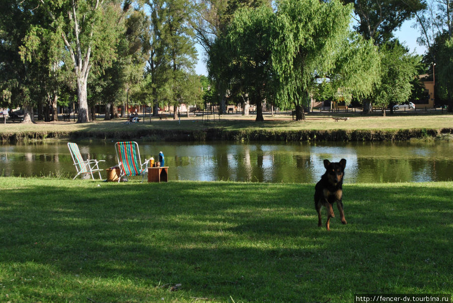 Пес на страже собственности хозяев, пока те купаются Сан-Антонио-де-Ареко, Аргентина