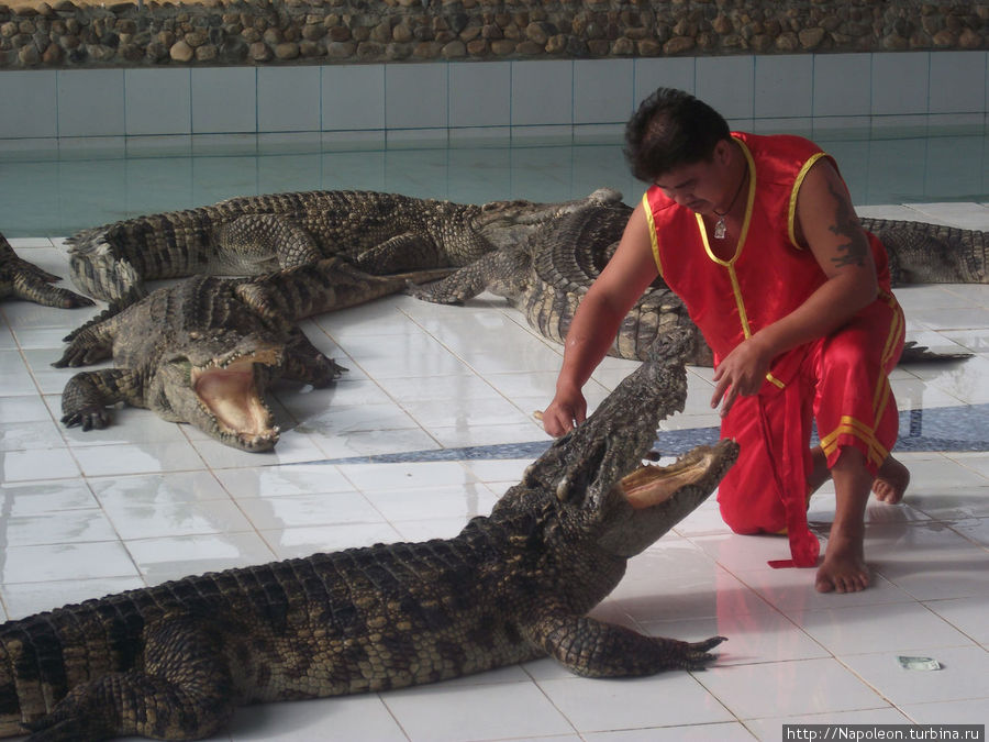 Поцелуй крокодила Чианграй, Таиланд